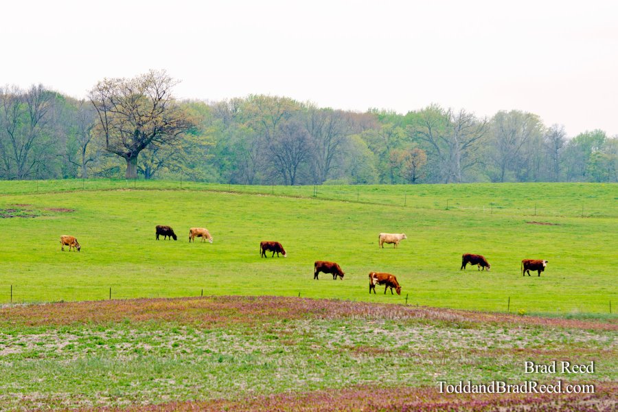 Grazing