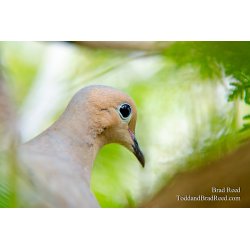 Mourning Dove