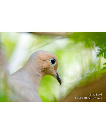 Mourning Dove