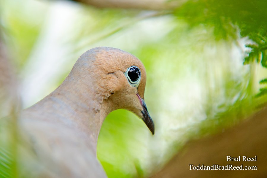 Mourning Dove