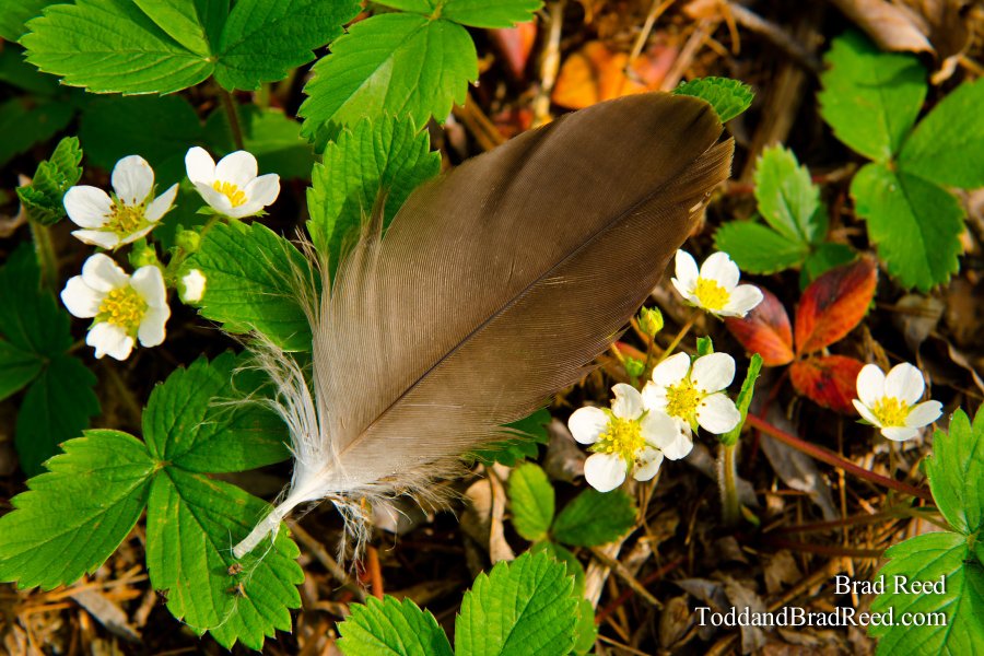 Light as a Feather