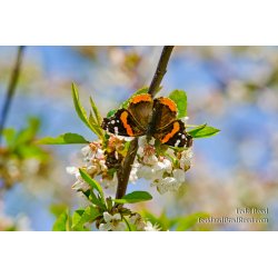 Orchard Attraction
