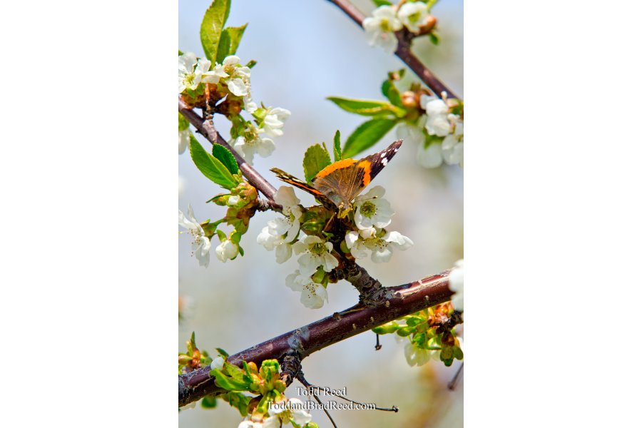 Orchard Art