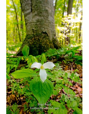 A Pure Michigan Forest