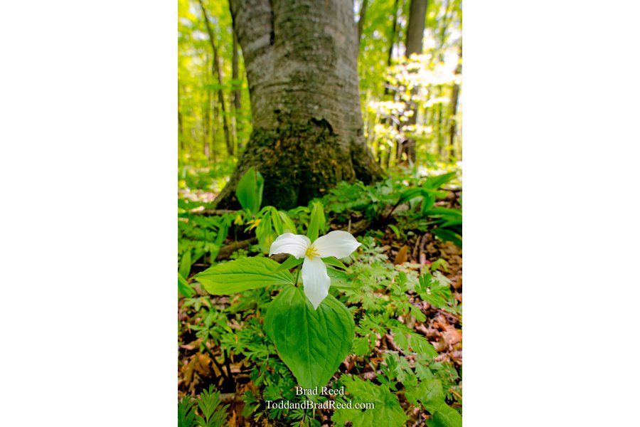 A Pure Michigan Forest