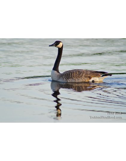 Branta Canadensis