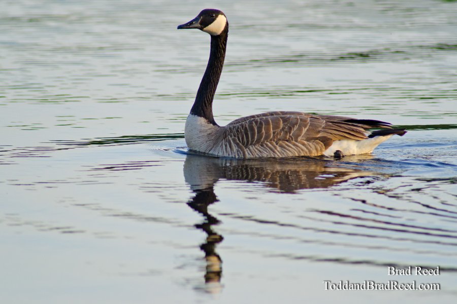 Branta Canadensis