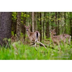 Forest Friends