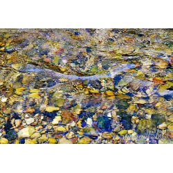Blue Ribbon Fishery