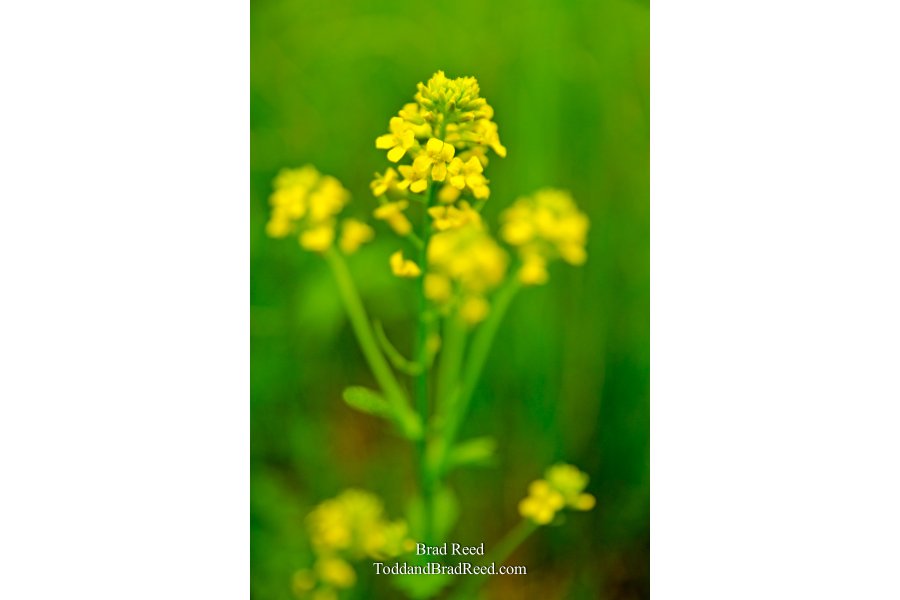 Wild Mustard Grass