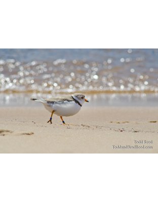 Beach Bird