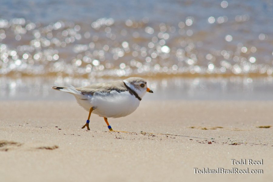 Beach Bird