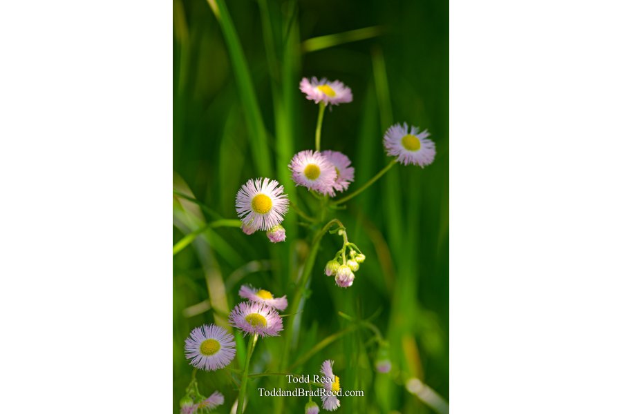 Daisy Day