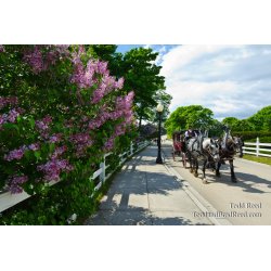 Land of Lilacs