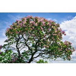 Mackinac Lilacs