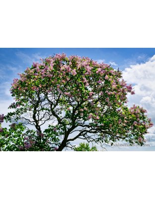 Mackinac Lilacs