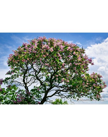 Mackinac Lilacs