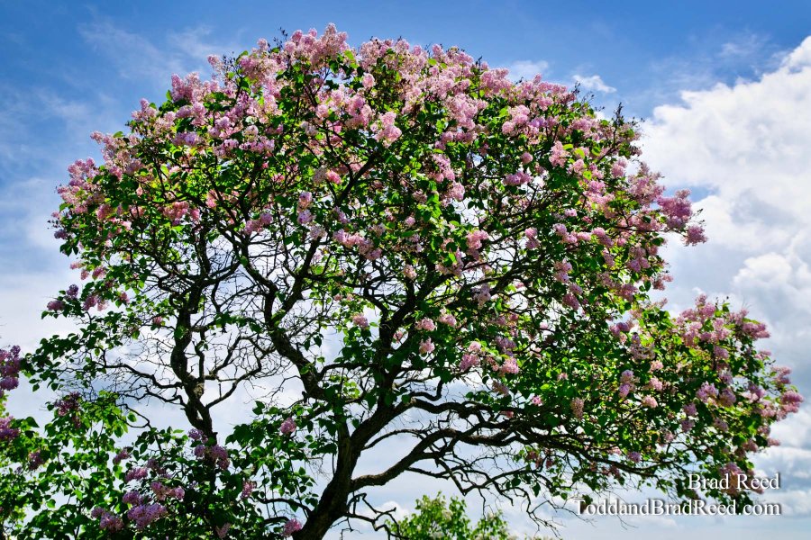 Mackinac Lilacs