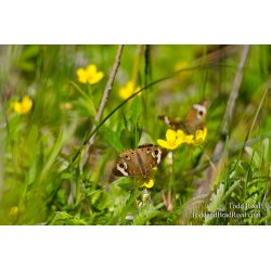 Butterfly Morning