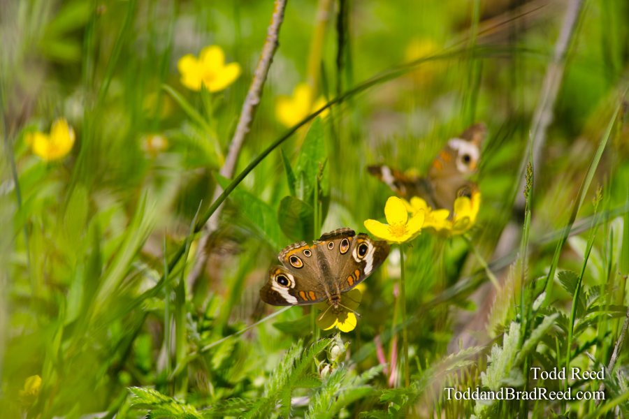 Butterfly Morning