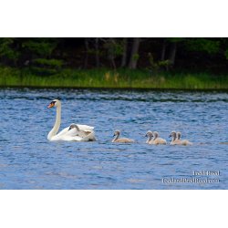 Hitching a Ride