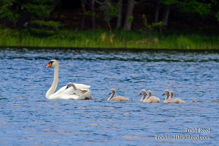 Hitching a Ride
