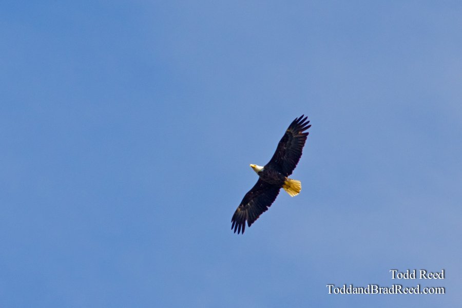 Soaring Eagle
