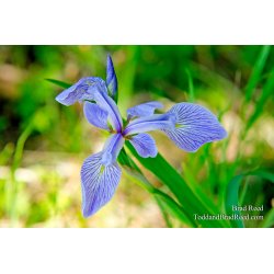 Blue Flag