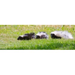 So Stinking Cute - Panoramic
