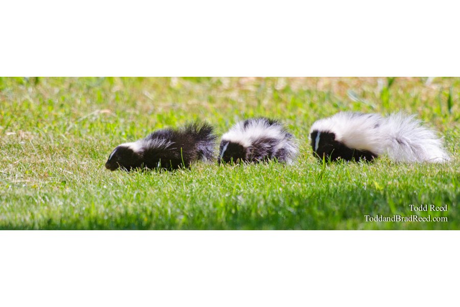 So Stinking Cute - Panoramic