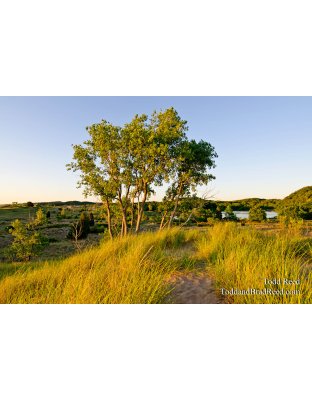 Saugatuck Natural Area