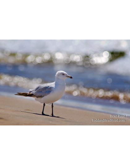 Friends of the Lakeshore