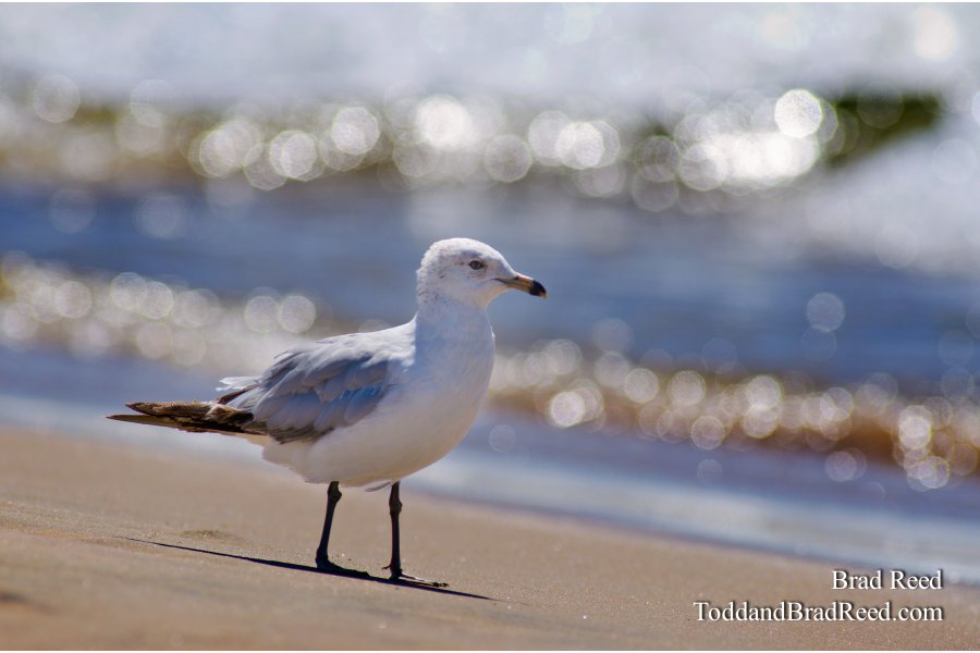 Friends of the Lakeshore