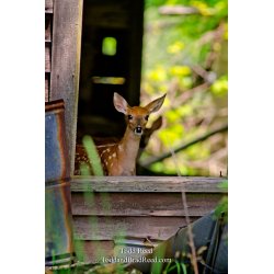 House Guests