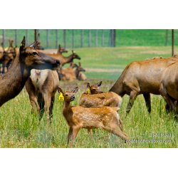 Elk Ranch