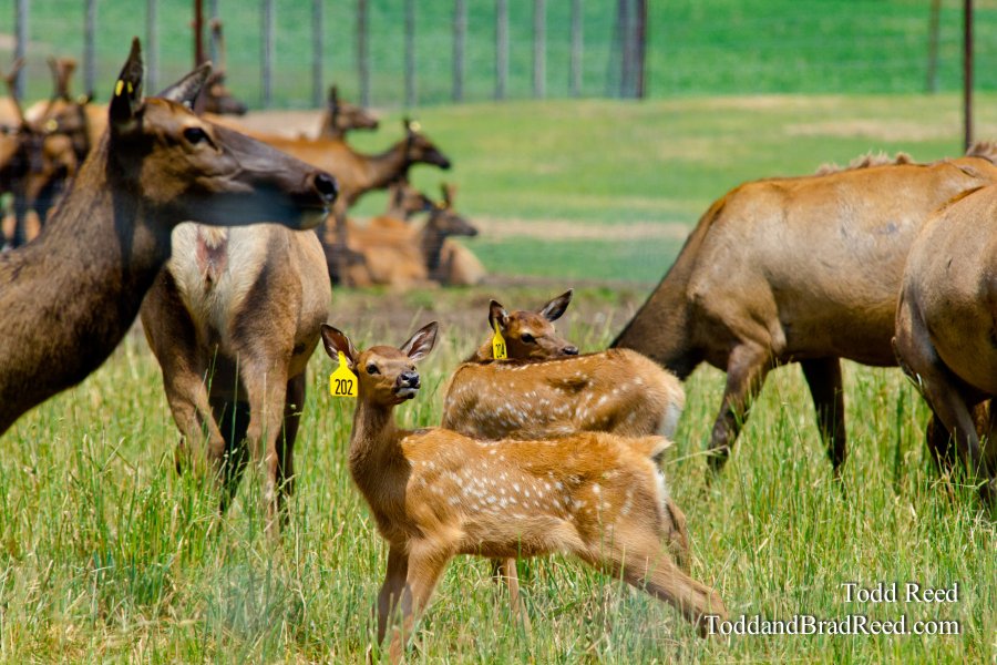 Elk Ranch