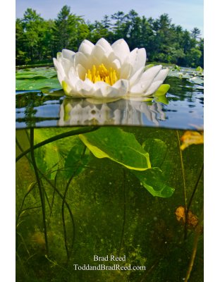 Fish-Eye View - vertical