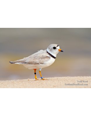 Plover Bling