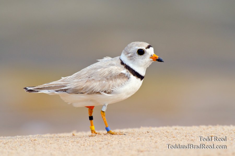 Plover Bling