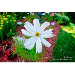 Gorgeous Garden