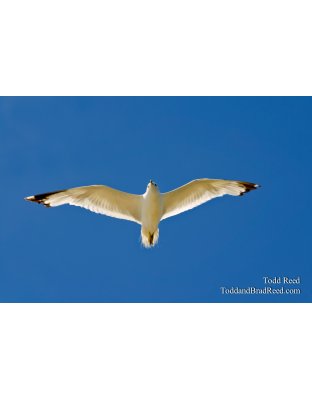 Free Gull