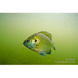 Bluegill