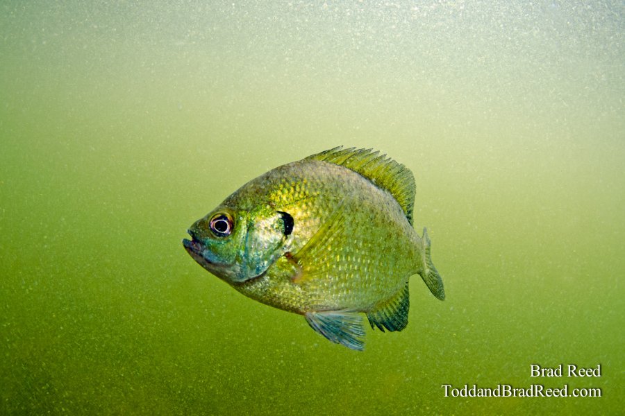Bluegill