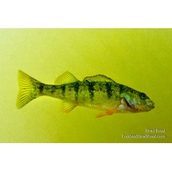 Perch