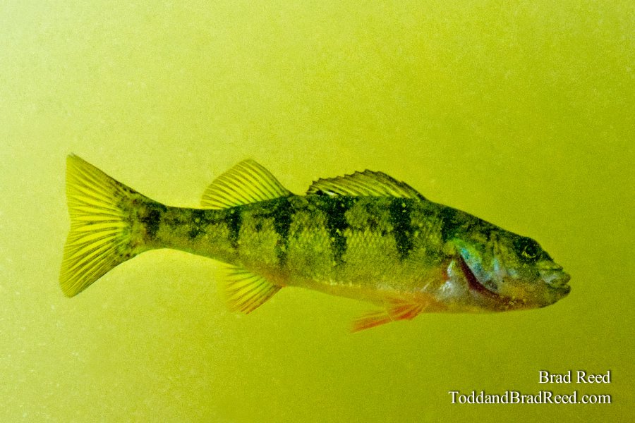Perch