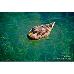 Floating on Emerald Water