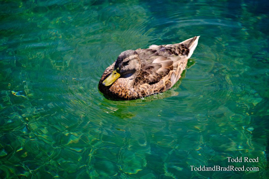 Floating on Emerald Water
