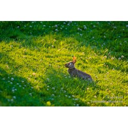 Hare Light