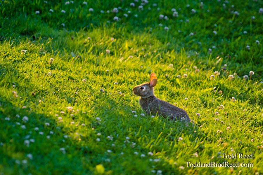 Hare Light