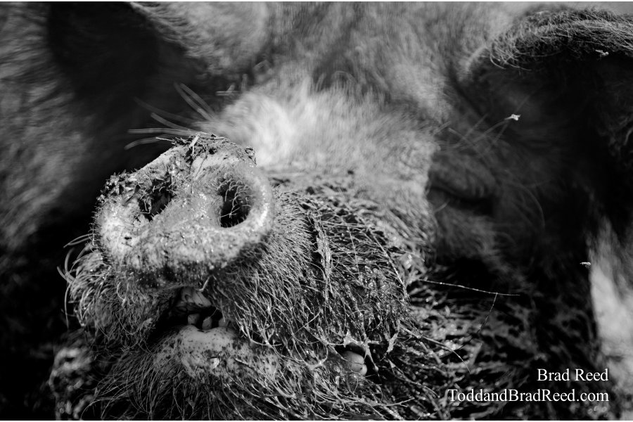 Hog Heaven